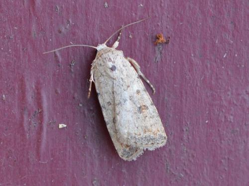 Réf. 309 284 : Caradrina clavipalpis